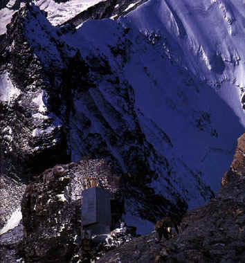 CERVIN4