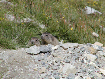 Marmotte2val