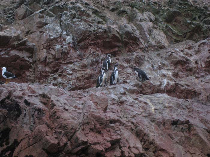 017_-_Isole_Ballestas