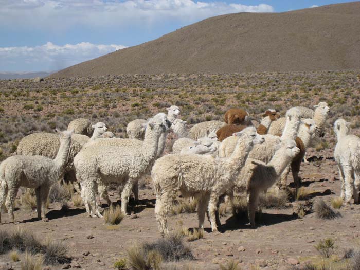 158_-_Alpaca