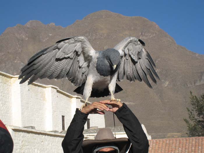 176_-_Verso_Colca_Canyon