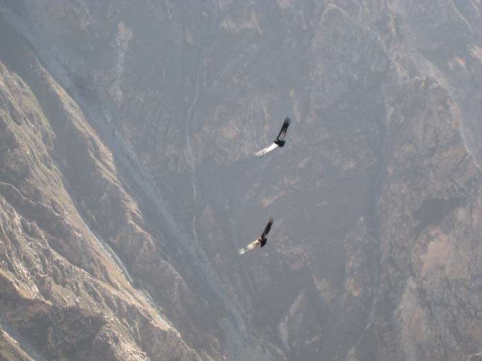 196_-_Colca_Canyon