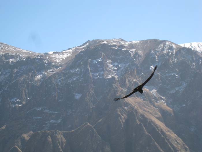 200_-_Colca_Canyon