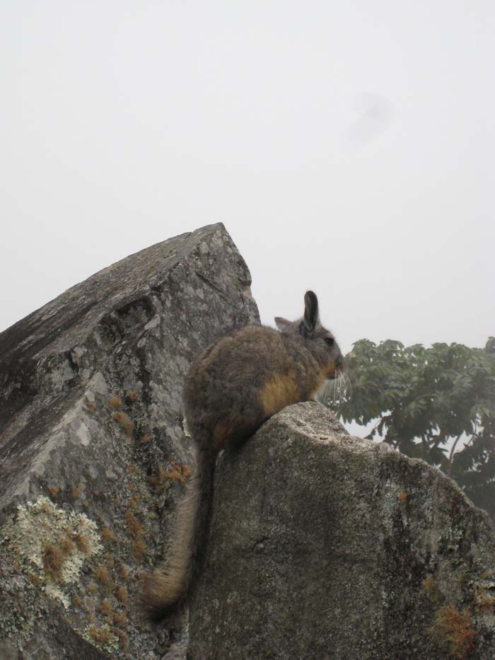 593_-_Machu_Picchu