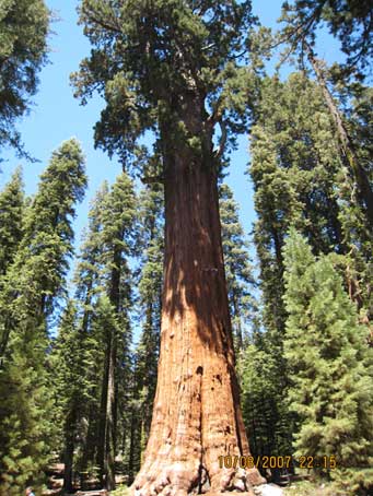 Gen-Sherman-Sequoia-NP