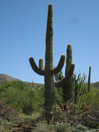 Saguaro2