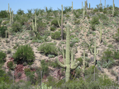 Saguaro3
