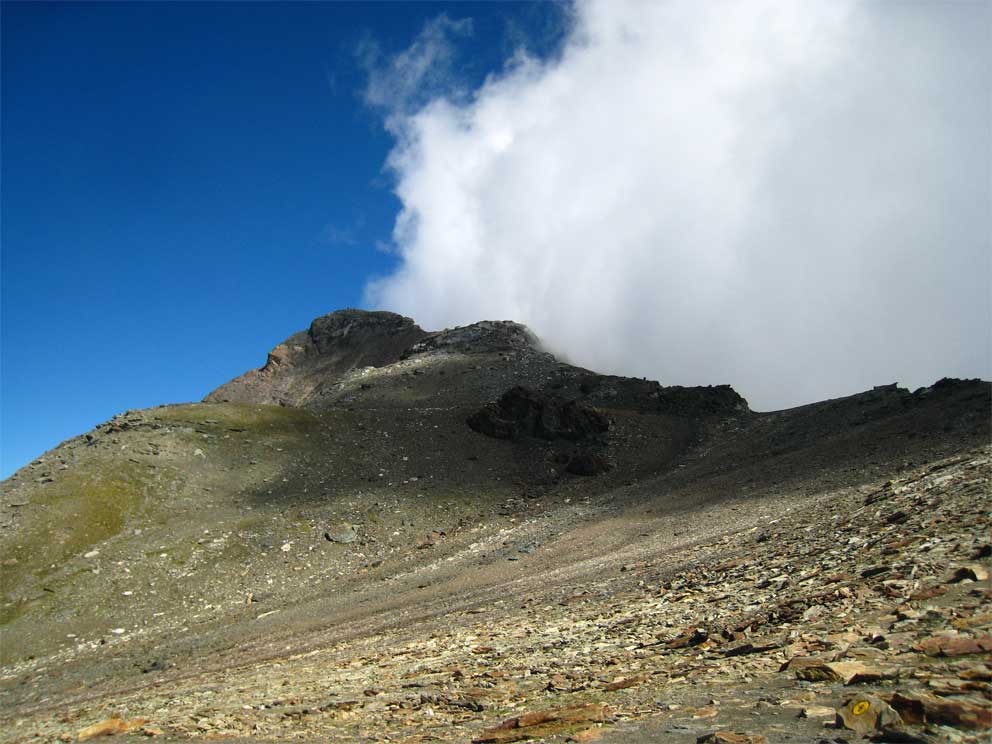 Testagrigia-1