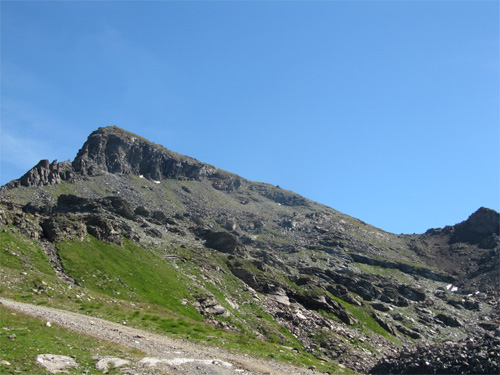 Camoscio-1