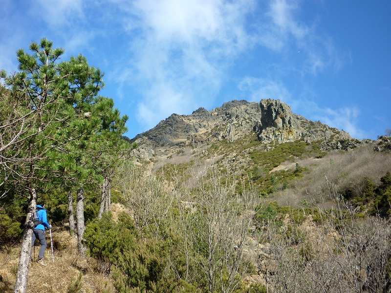 Federici2